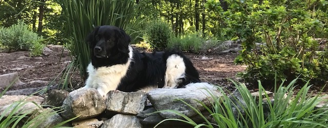 Dobbe AmeriCan Stabyhoun Association